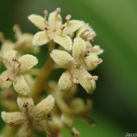 Embelia ribes Burm.f.
